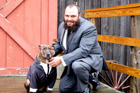 Pitbull in a suit